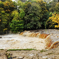 Buy canvas prints of Aysgarth Upper Falls in flood  Wensleydale by Diana Mower