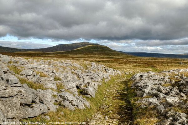 Twistleton Scar and Whernside Yorkshire Dales Picture Board by Diana Mower
