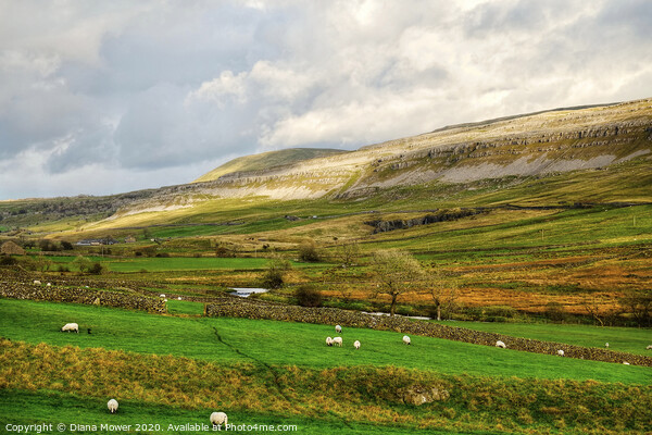 Yorkshire Dales Landscape view Picture Board by Diana Mower