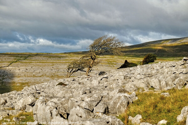 Twistleton Scar Trees Yorkshire Dales Picture Board by Diana Mower