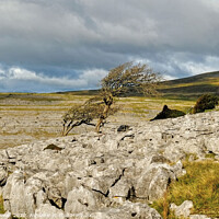 Buy canvas prints of Twistleton Scar Trees Yorkshire Dales by Diana Mower
