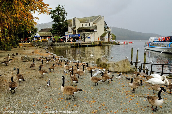 Windermere Geese Picture Board by Diana Mower
