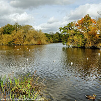 Buy canvas prints of Connaught Water Epping Forest London by Diana Mower