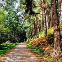 Buy canvas prints of Cannock Chase Path by Diana Mower