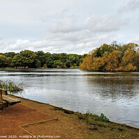 Buy canvas prints of Connaught Water Epping Forest London UK by Diana Mower