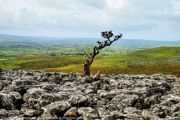 Twistleton Scar Tree Yorkshire Dales Picture Board by Diana Mower
