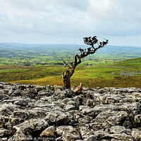 Buy canvas prints of Twistleton Scar Tree Yorkshire Dales by Diana Mower