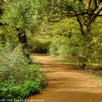 Buy canvas prints of Epping Forest Walk by Diana Mower