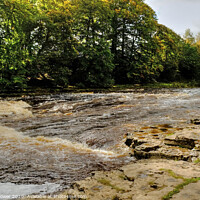 Buy canvas prints of Aysgarth Lower Falls Wensleydale by Diana Mower