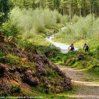 Buy canvas prints of Cannock Chase Trails by Diana Mower