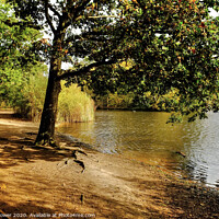Buy canvas prints of Connaught Water Epping Forest by Diana Mower