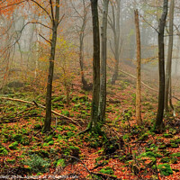 Buy canvas prints of Forest of Dean Autumn by Diana Mower