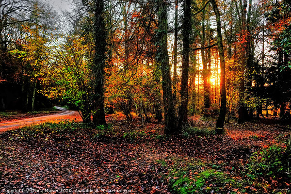 Forest of Dean Autumn Sunset Picture Board by Diana Mower