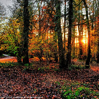 Buy canvas prints of Forest of Dean Autumn Sunset by Diana Mower