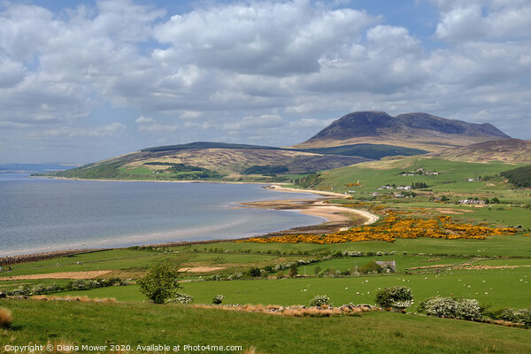 The Isle of Arran Springtime Picture Board by Diana Mower