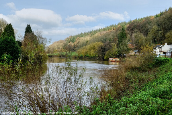 The River Wye at Symonds Yat  Picture Board by Diana Mower