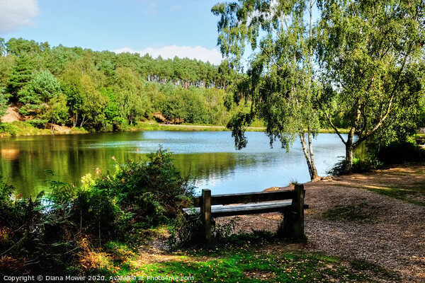 Cannock Chase, a seat by the  Lake  Picture Board by Diana Mower