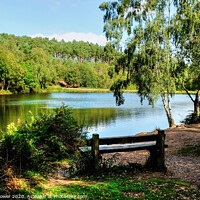 Buy canvas prints of Cannock Chase, a seat by the  Lake  by Diana Mower