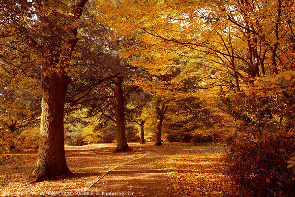 Epping Forest London in full Autumn Colour. Picture Board by Diana Mower