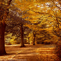 Buy canvas prints of Epping Forest London in full Autumn Colour. by Diana Mower