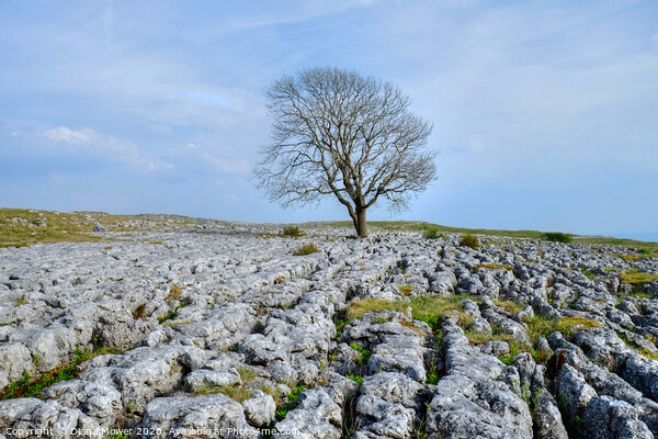 The Malham Tree Yorkshire Dales Picture Board by Diana Mower