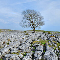 Buy canvas prints of The Malham Tree Yorkshire Dales by Diana Mower