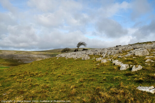 Twistleton Scar Trees Yorkshire Dales  Picture Board by Diana Mower