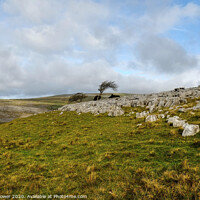 Buy canvas prints of Twistleton Scar Trees Yorkshire Dales  by Diana Mower