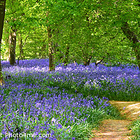 Buy canvas prints of English Bluebell Woodland Path  by Diana Mower