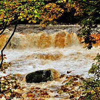 Buy canvas prints of Aysgarth upper Falls floods by Diana Mower