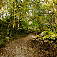 Buy canvas prints of Chapel-le-Dale Yorkshire by Diana Mower