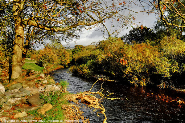 The River Greta at Ingleton Yorkshire Picture Board by Diana Mower