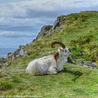Buy canvas prints of Brean Down  Goat Somerset by Diana Mower
