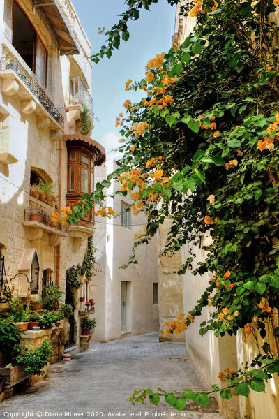 Rabat town Mdina Malta Picture Board by Diana Mower