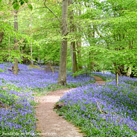 Buy canvas prints of Native Bluebells in Ancient Woodlands by Diana Mower