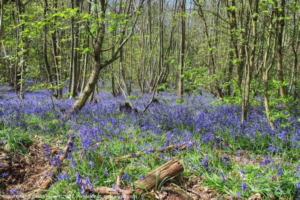 Blakes Wood Bluebells Essex Picture Board by Diana Mower