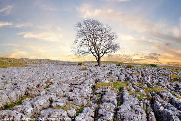 The Malham Tree Sunrise Yorkshire Picture Board by Diana Mower