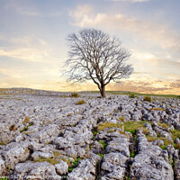Buy canvas prints of The Malham Tree Sunrise Yorkshire by Diana Mower