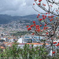 Buy canvas prints of Funchal Madeira Portugal by Diana Mower