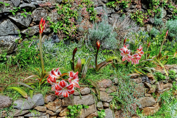  Levada Amaryllis Madeira Portugal Picture Board by Diana Mower