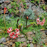 Buy canvas prints of  Levada Amaryllis Madeira Portugal by Diana Mower