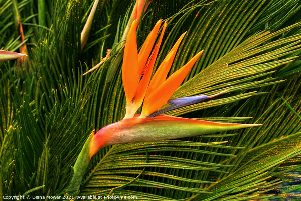 The Bird of Paradise flower Picture Board by Diana Mower