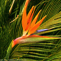 Buy canvas prints of The Bird of Paradise flower by Diana Mower