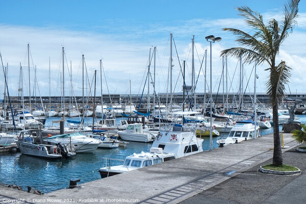 Leisure boats in the Port of  Funchal Madeira Picture Board by Diana Mower