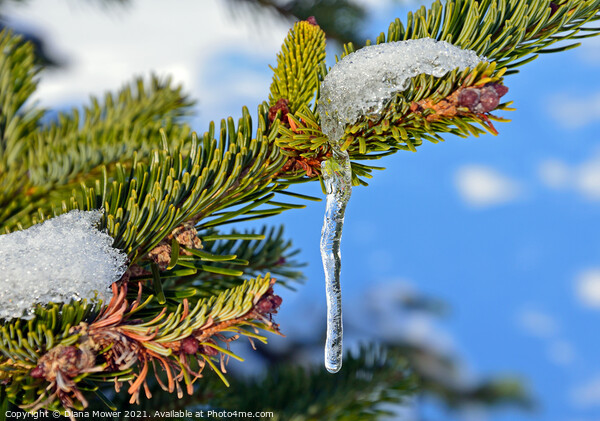Icicle on Fir tree  Picture Board by Diana Mower