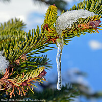 Buy canvas prints of Icicle on Fir tree  by Diana Mower