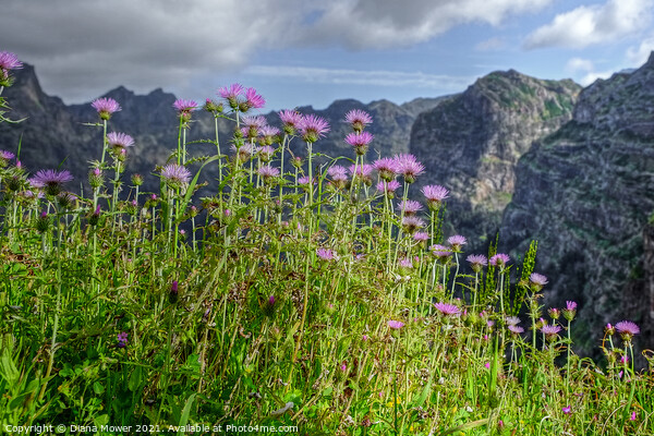 Flowers of Madeira Mountain Thistles Picture Board by Diana Mower
