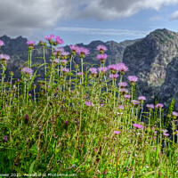Buy canvas prints of Flowers of Madeira Mountain Thistles by Diana Mower