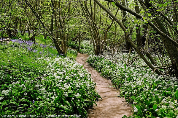 Wild Garlic Woodland Path Picture Board by Diana Mower