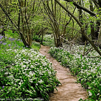 Buy canvas prints of Wild Garlic Woodland Path by Diana Mower